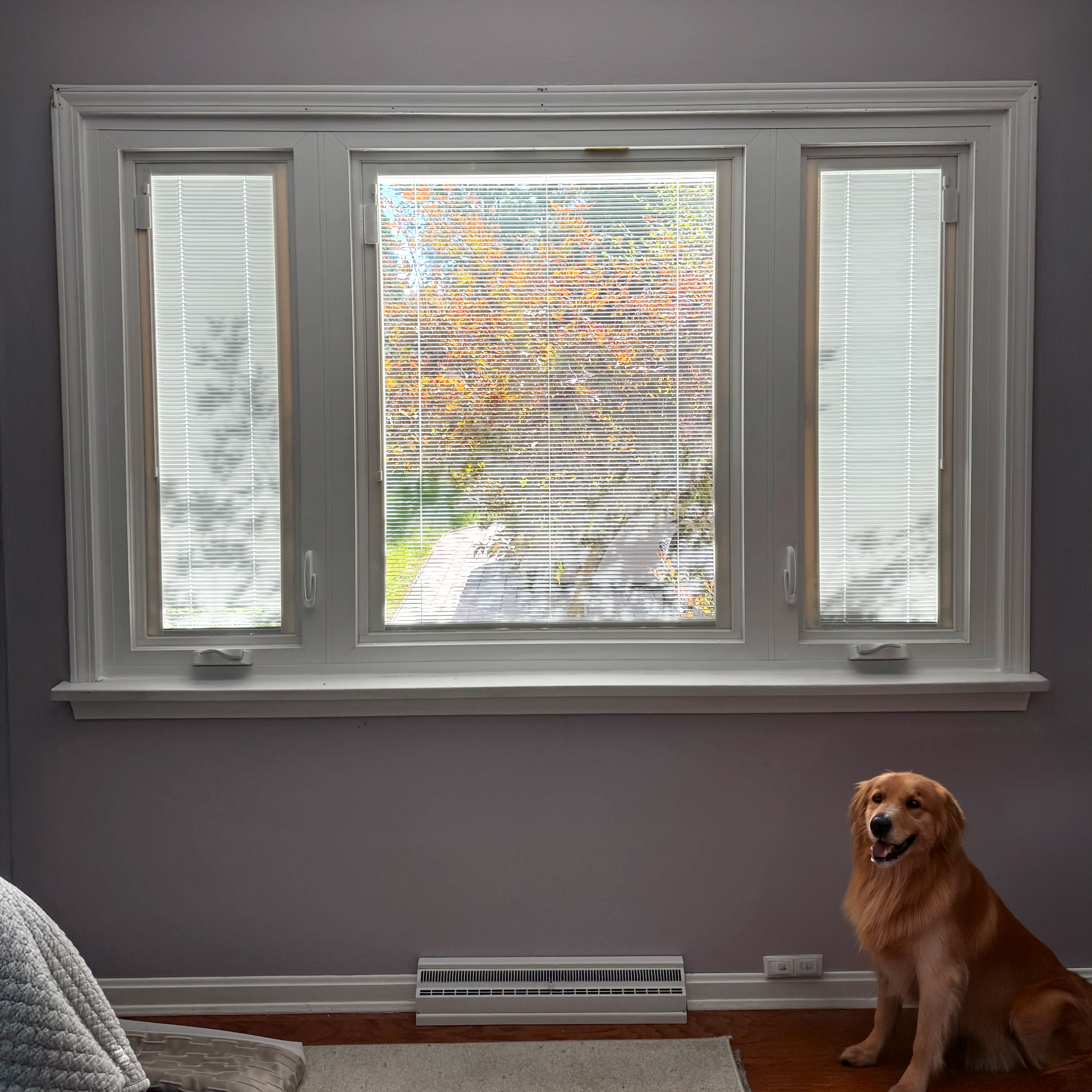 Clear, Stylish, and Low-Maintenance: Why Albany Homeowners Love Windows With Blinds Inside